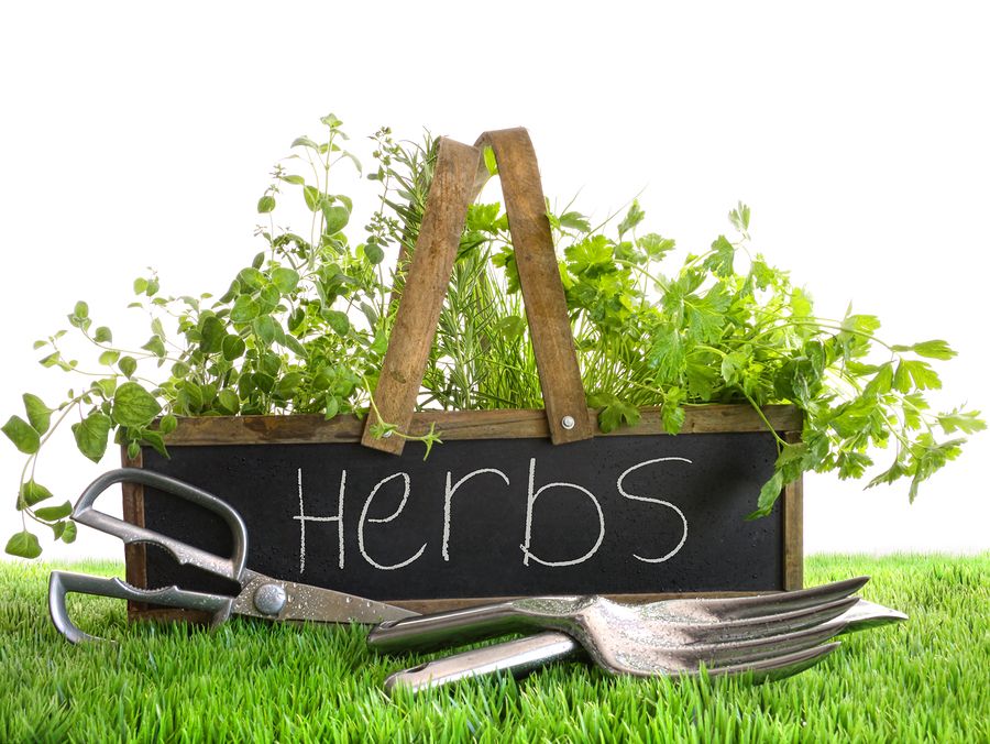 Basic Gardening: Fool Proof Herb Garden