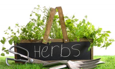Create an Herb Garden